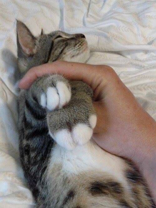 벌에 쏘인 동물들.jpg