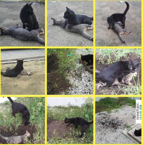 어느 고양이의 친구와의 이별 방법