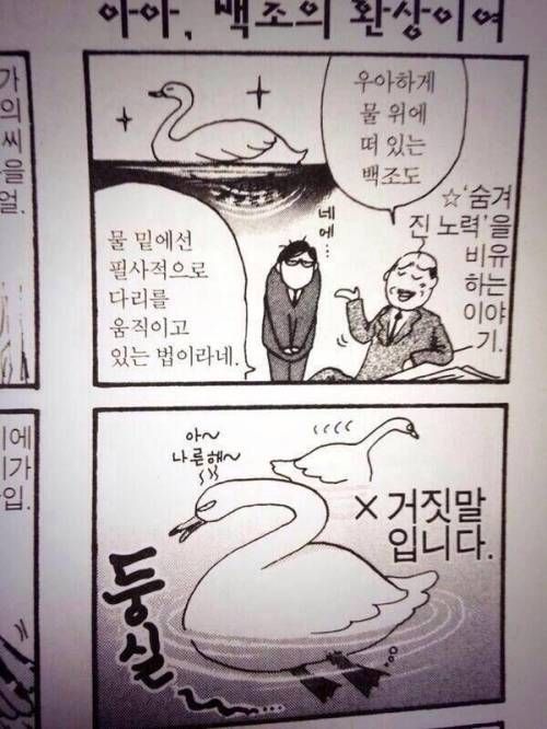 백조에 관한 오해.jpg
