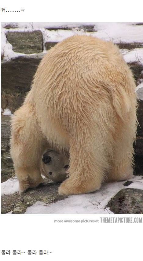 귀요미 북극곰.jpg