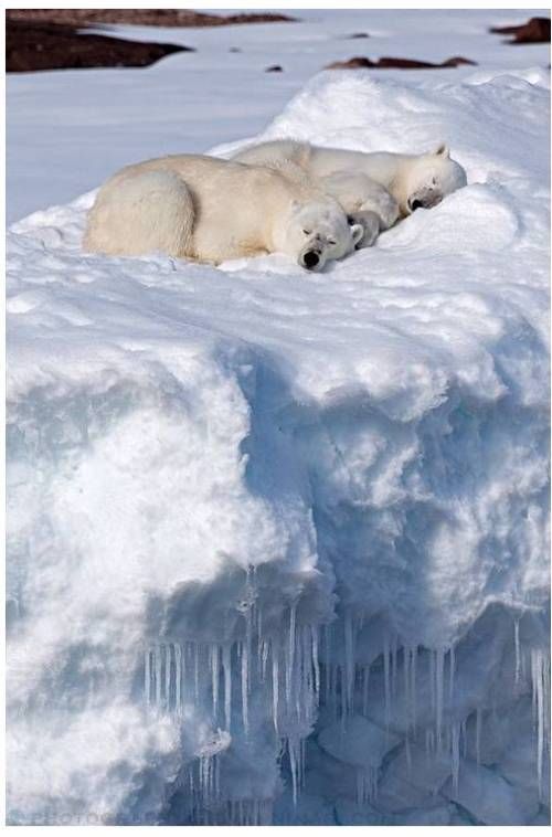 귀요미 북극곰.jpg