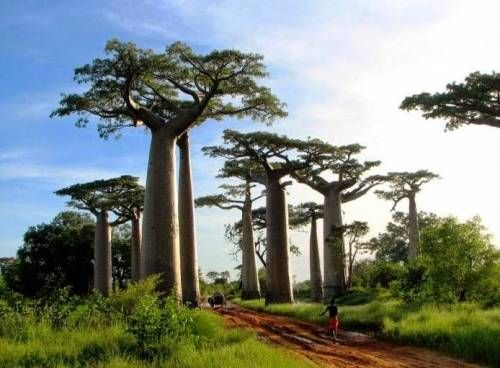 마다가스카르 바오밥 나무