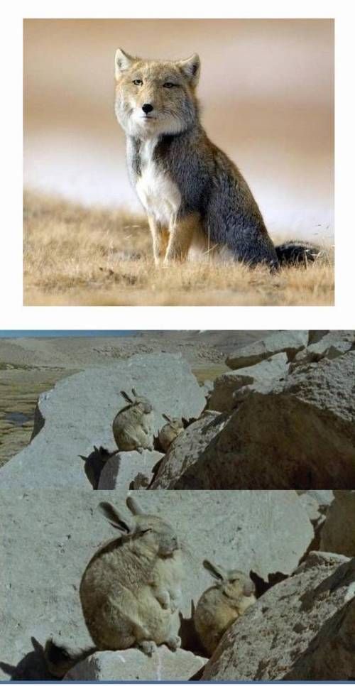 티벳에는 무언가가 있다.jpg