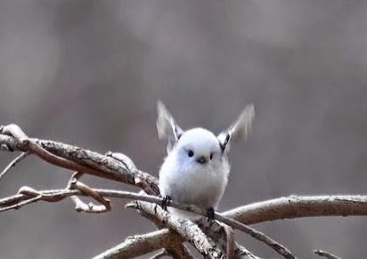 귀요미 4대천왕.jpg