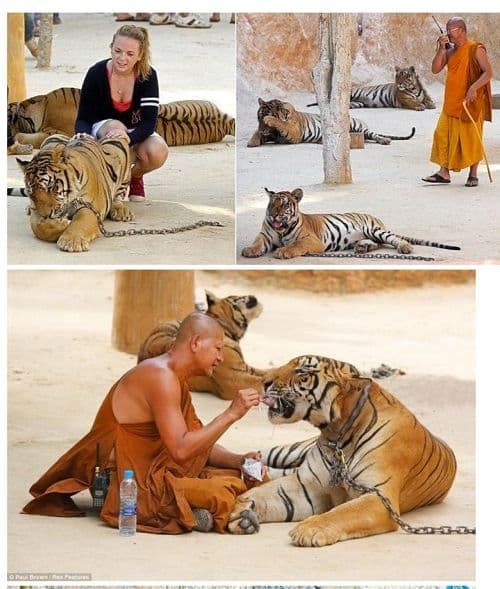 태국 사원이 호랑이 키우는 방식