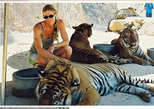 태국 사원이 호랑이 키우는 방식