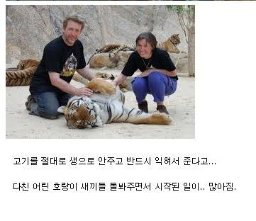 태국 사원이 호랑이 키우는 방식