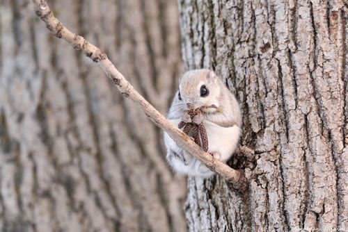 귀요미 4대천왕.jpg