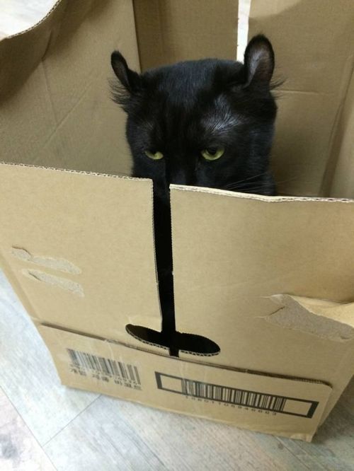 박스 신경전.jpg