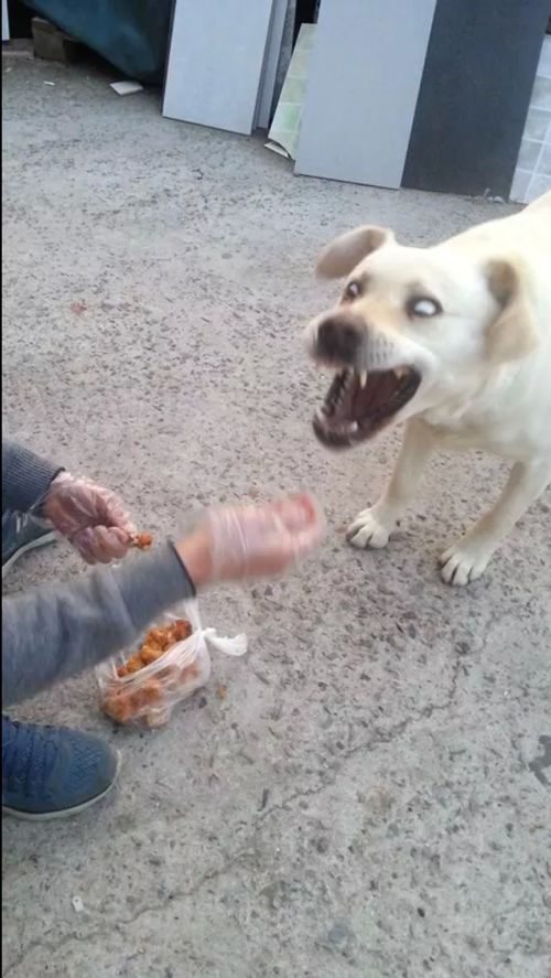 멍뭉아 치킨먹자.jpg