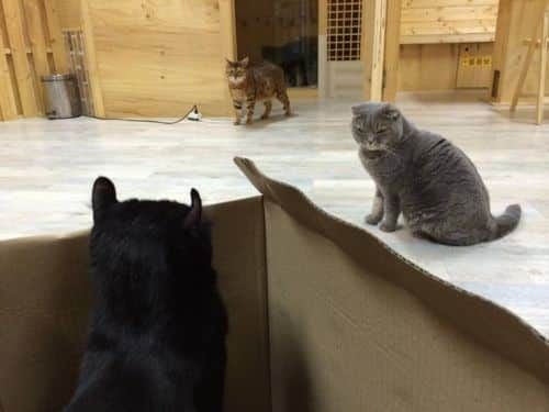 박스 신경전.jpg