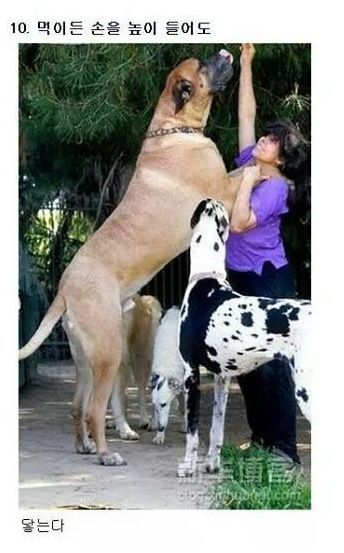 초대형 강아지.jpg