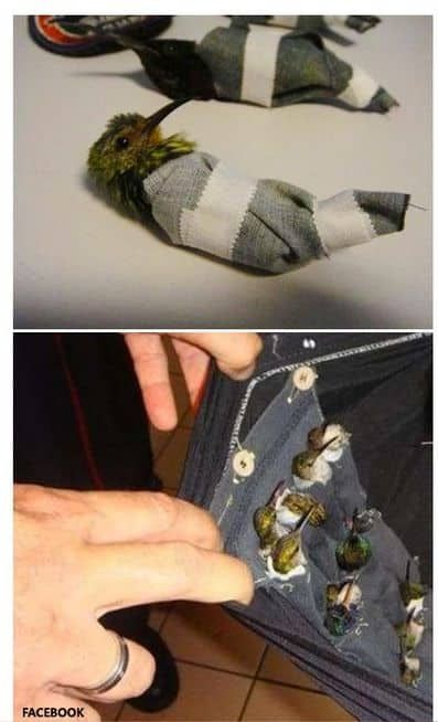 밀수의 최고봉.jpg