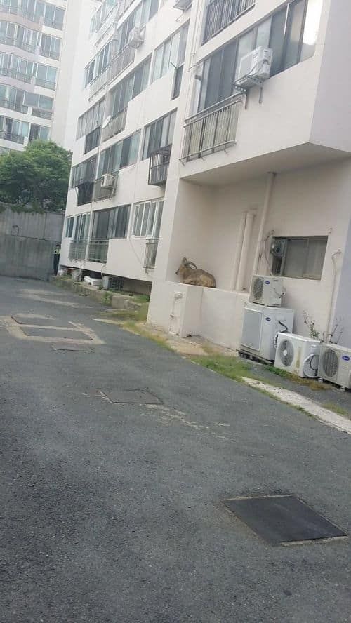 흔하지안은 길양이