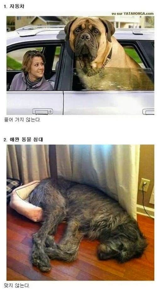 초대형 강아지.jpg