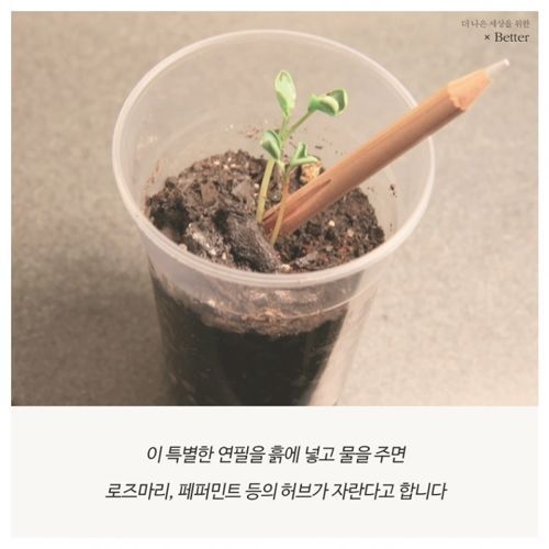 허브가 자라는 연필
