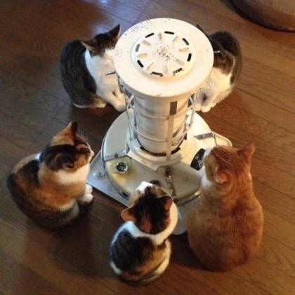 따시개 따시냥.jpg