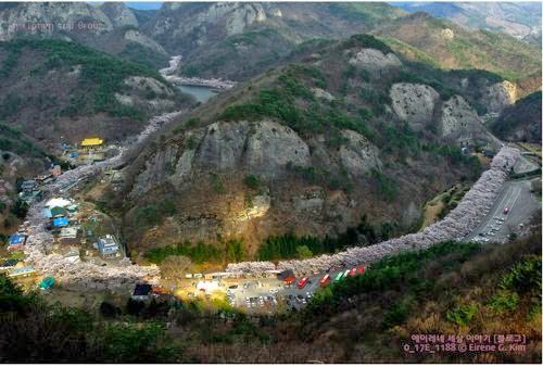 국내 최고의 벚꽃드라이브코스