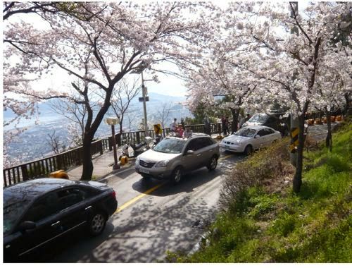 국내 최고의 벚꽃드라이브코스