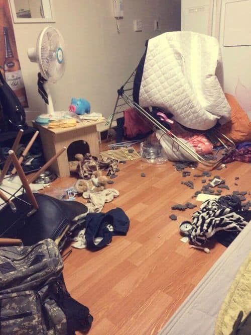 집에 도둑이 들었다