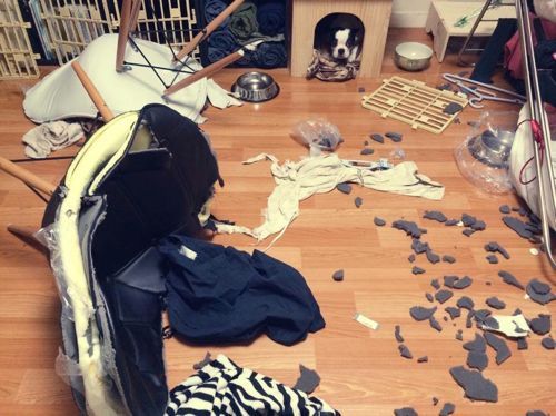 집에 도둑이 들었다