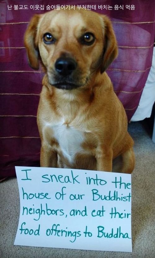 개들이 한 짓.jpg