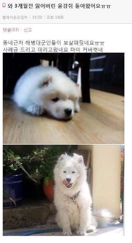 잃어버린 강아지 되찾음.JPG