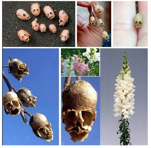 시들면 변하는 꽃.jpg