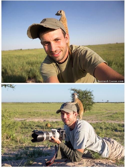 사람을 두려워하지 않는 미어캣.jpg