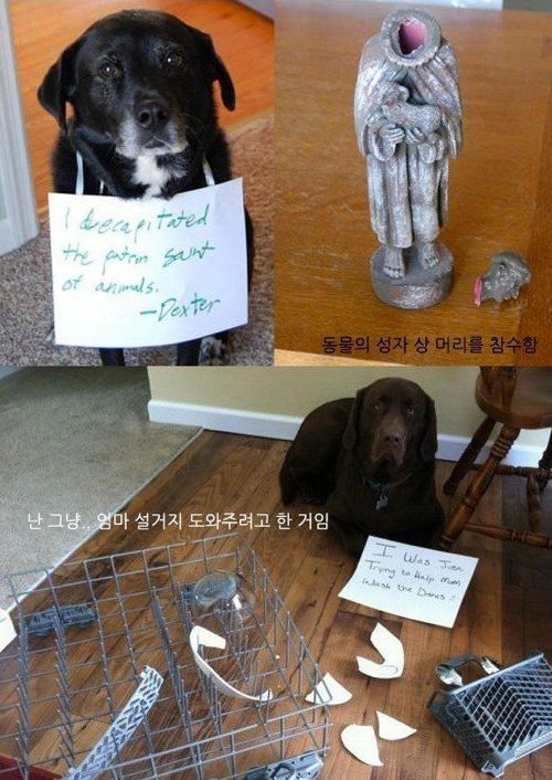 개들이 한 짓.jpg