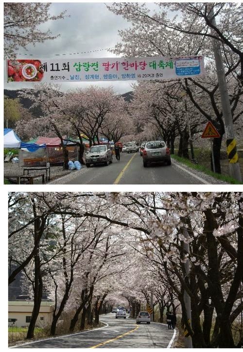 국내 최고의 벚꽃드라이브코스