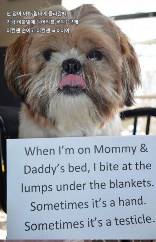 개들이 한 짓.jpg