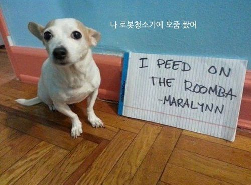 개들이 한 짓.jpg