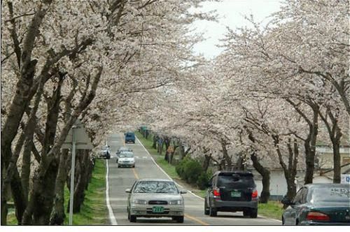 국내 최고의 벚꽃드라이브코스