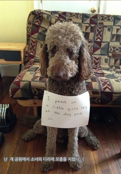 개들이 한 짓.jpg