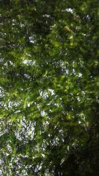 울창한 숲에서 바라본 하늘