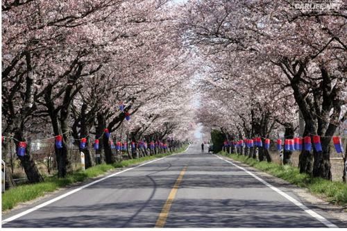 국내 최고의 벚꽃드라이브코스