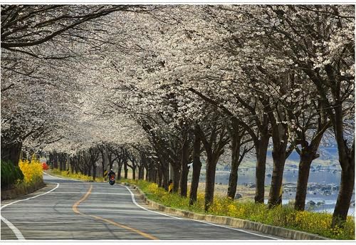 국내 최고의 벚꽃드라이브코스