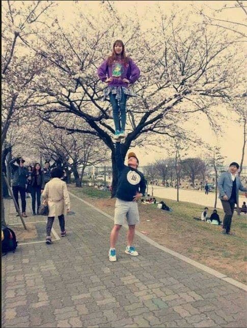 흔한 벚꽃놀이 인증샷