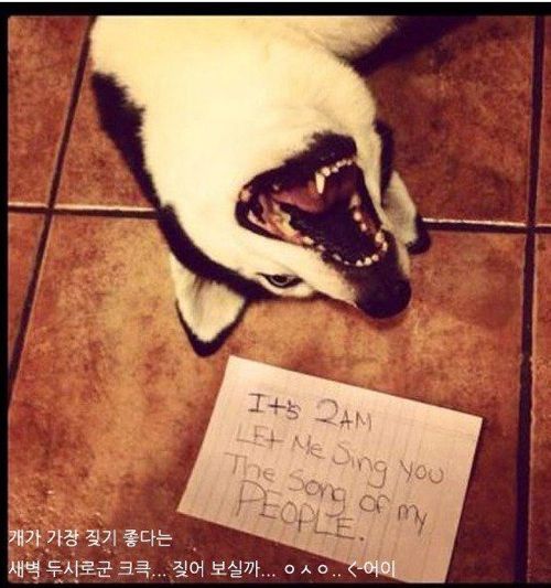 개들이 한 짓.jpg