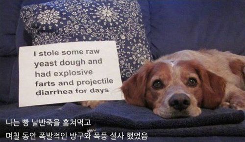 개들이 한 짓.jpg