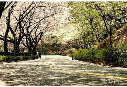 국내 최고의 벚꽃드라이브코스