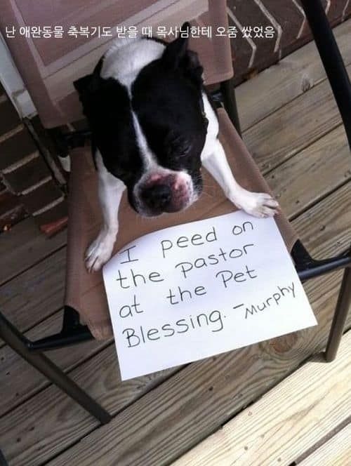 개들이 한 짓.jpg