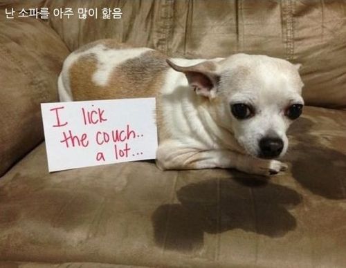 개들이 한 짓.jpg