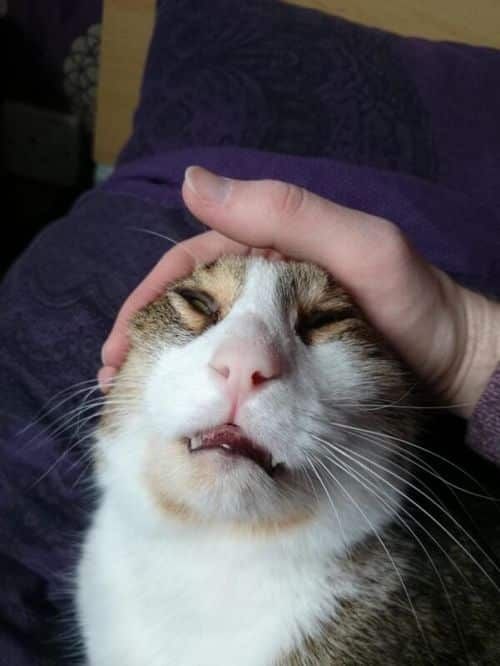 쓰담쓰담 할 때 표정.jpg