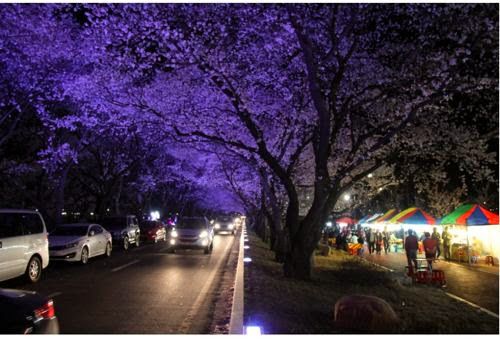 국내 최고의 벚꽃드라이브코스