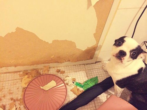 집에 도둑이 들었다