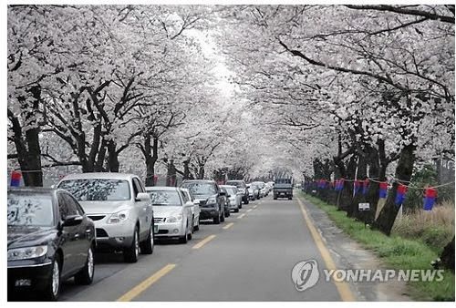 국내 최고의 벚꽃드라이브코스