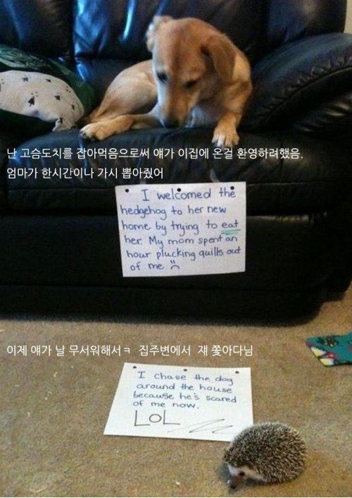 개들이 한 짓.jpg