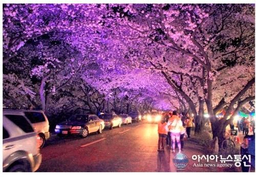 국내 최고의 벚꽃드라이브코스